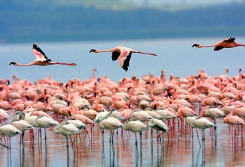 Lake-Nakuru-National-Park flamingo 2-crop